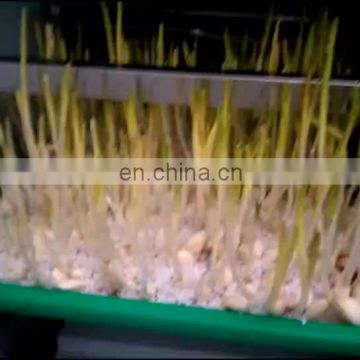 Automatic Hydroponic fodder machine / Green barley grass fodder sprout  machine