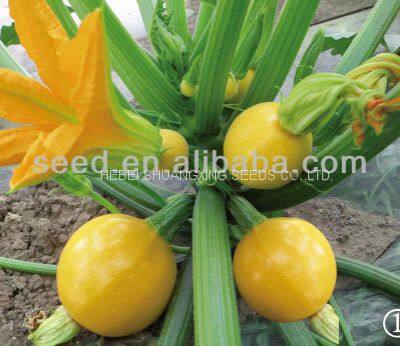 Jinzhu No. 2 Chinese Yellow Skin Hybrid Squash/zucchini Seeds photo-2