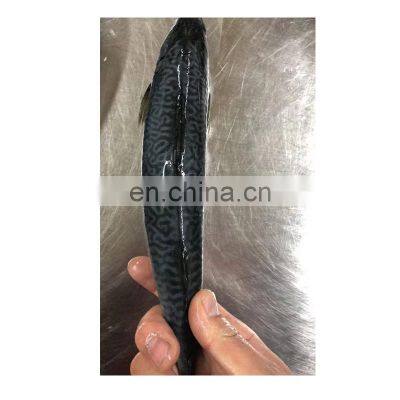 Weihai Seafood Frozen Pacific Mackerel photo-2