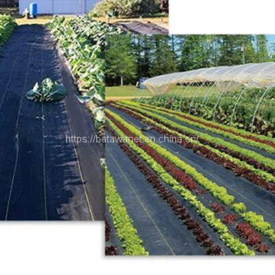 UV Treated Agriculture Weed Barrier PP Woven Fabric Anti Weed Mat Weed Control Ground Cover for Blueberry