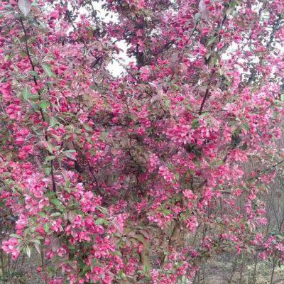 Prices of Sichuan North American Crabapples, Quotation List From the Base, Manufacturers and Wholesalers photo-5