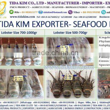 PANGASIUS HYPOPTHALMUS -TAPILA FROZEN BASA FILLLET - TIDA KIM - BLACK TIGER SHRIMP LIVE FROZEN LOBSTER P - MAKEREL FISH MAW photo-5