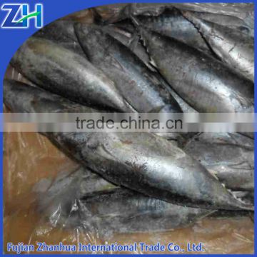 frozen bonito fish Whole round from China