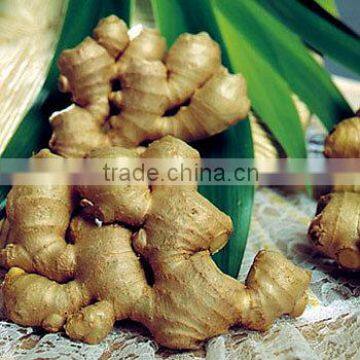 VIETNAM FRESH MATURE GINGER, HALF DRY GINGER, AIR DRY GINGER