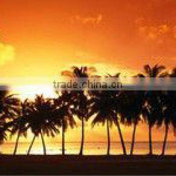 Orange Sunset Palm Tree Beach Scene Photo License Plate