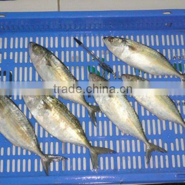 Indian Mackerel