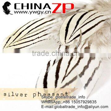 CHINAZP Wholesale 12"-14" Classical Style Cheap Natural Silver Pheasant Feathers