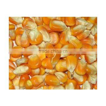 Indian Yellow Maize