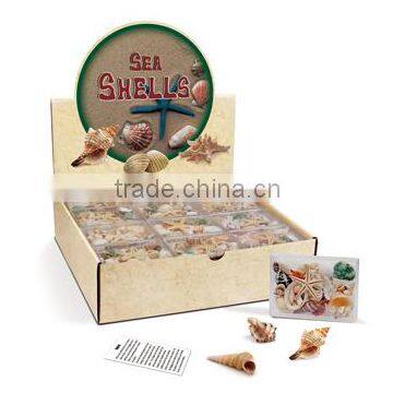 Sea Shells in box