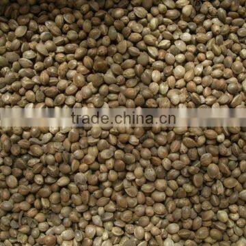 Private Label Organic Hulled Hemp Seed,Hemp Seeds,Shelled Hemp Seeds photo-3