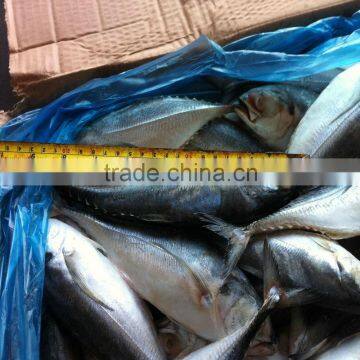 Frozen Truchurus truchurus hard tail for whole sale