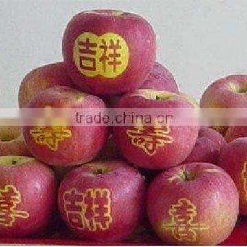 Yantai Fuji Apple