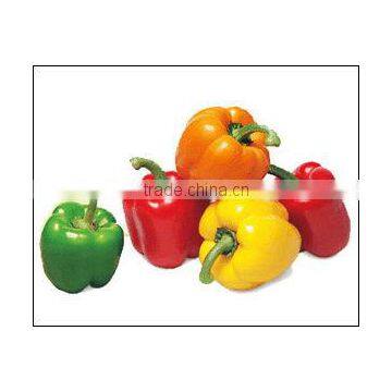 Color pepper ( GREEN - YELLOW - RED )