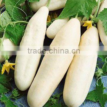 Cucumber White Seeds