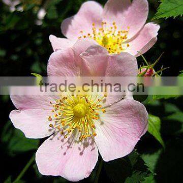 Rosa Canina