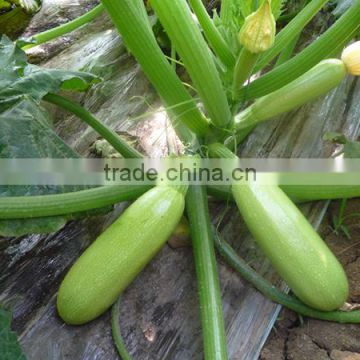 MSQ101 Duoguo green high yield zucchini seeds, top squash seeds for sale