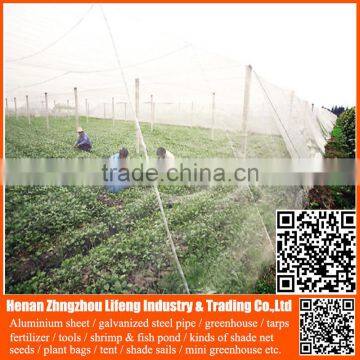 Best Selling 20/30/40/50 Mesh Hdpe Plastic Agriculture Greenhouse Vegetable and Fruit Anti-insect Net , Nylon Insect Net photo-6