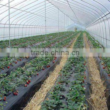 Low Cost Strawberries Agricultural Tunnel Greenhouse photo-3