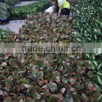 Vertical Grass Wall, Garden Artificial Hanging Green Wall,artifiicial Wall Dropback photo-5