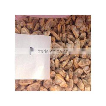 Selected Quality Frozen Short Necked Clam Meat photo-4