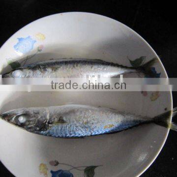 FROZEN MACKEREL(small)