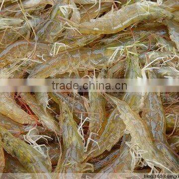 vannamei shrimp