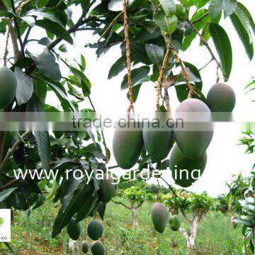 Mangifera indica outdoor fruit trees