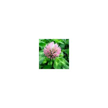 Red Clover Extract/Trifolium pratense