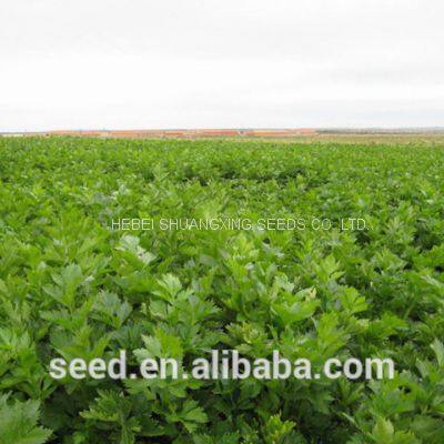 Chines Factory Good Quality Celery Seeds for Planting photo-5