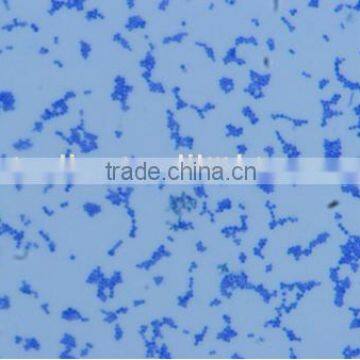 Bacterial Slides , Microbial Slides photo-2
