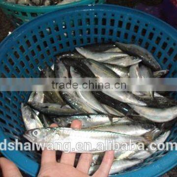 Frozen Pacific Mackerel for Sale With Size - 80g photo-3