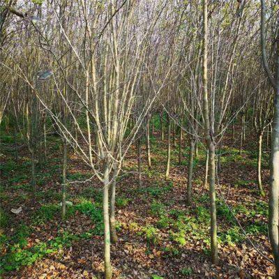 Prices of 3cm, 4cm, and 5cm Malus Micromalus, Price Quotation From the Place of Origin, High Survival Rate photo-5