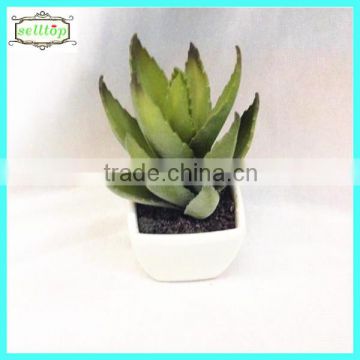 10cm new design hot sale cactus chinese bonsai