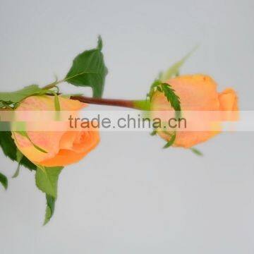 Cut Fresh Queen's Day natural rose fresh cut flower