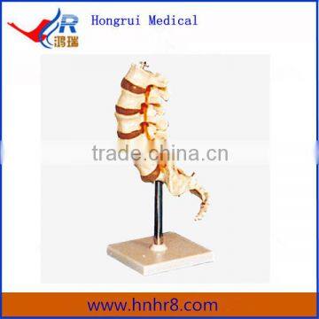 High Quality Thoracic Vertebra Medical Educational Skeleton Model