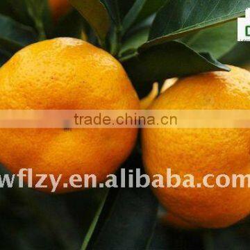 ganzhou Mandarin Orange