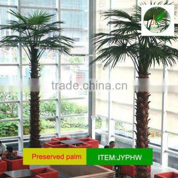 Joyleaves outdoor palm tree and UV-Protect palm leaf