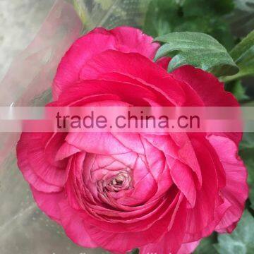 2016 high quality beautiful fresh red peony flower to export