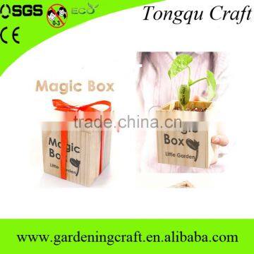 Import China Products Bonsai Tree Magic Growing Message Beans photo-5