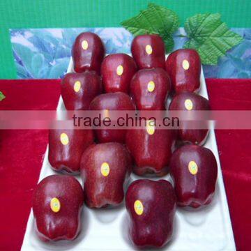 Chinese red delicious apple / fresh huaniu apple / red star apple