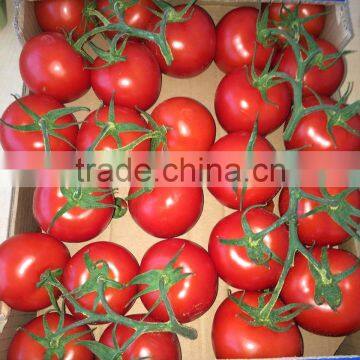 FRESH TOMATO FROM TURKEY