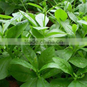 Panax Ginseng Leaf Extract