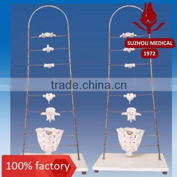 Vertebrae morphologic characteristics