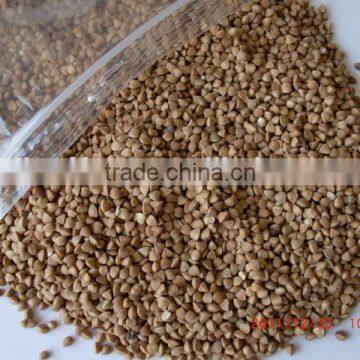 Chinese Roasted Buckwheat Kernel to GEORGIA AND RUSSIAN photo-3
