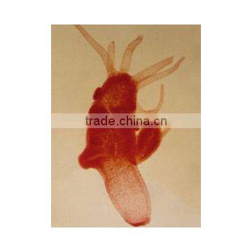 Hydra budding the whole W.M Individual microscope prepared slide