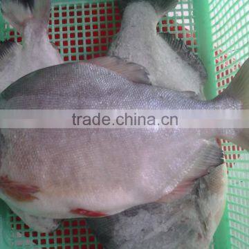 FROZEN BLACK POMFRET WHOLE ROUND