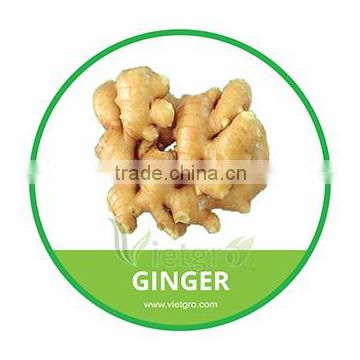 HIGH QUALITY ORGANIC GINGER