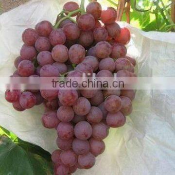 Chinese Grapes Red Globe Grapes