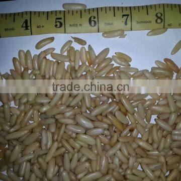 Middle East Quality Pine Nuts Kernel