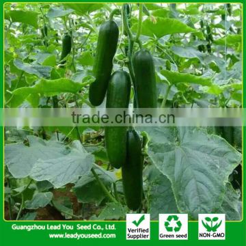 CU19 Keyun disease resistant dark green f1 hybrid cucumber seeds for greenhouse